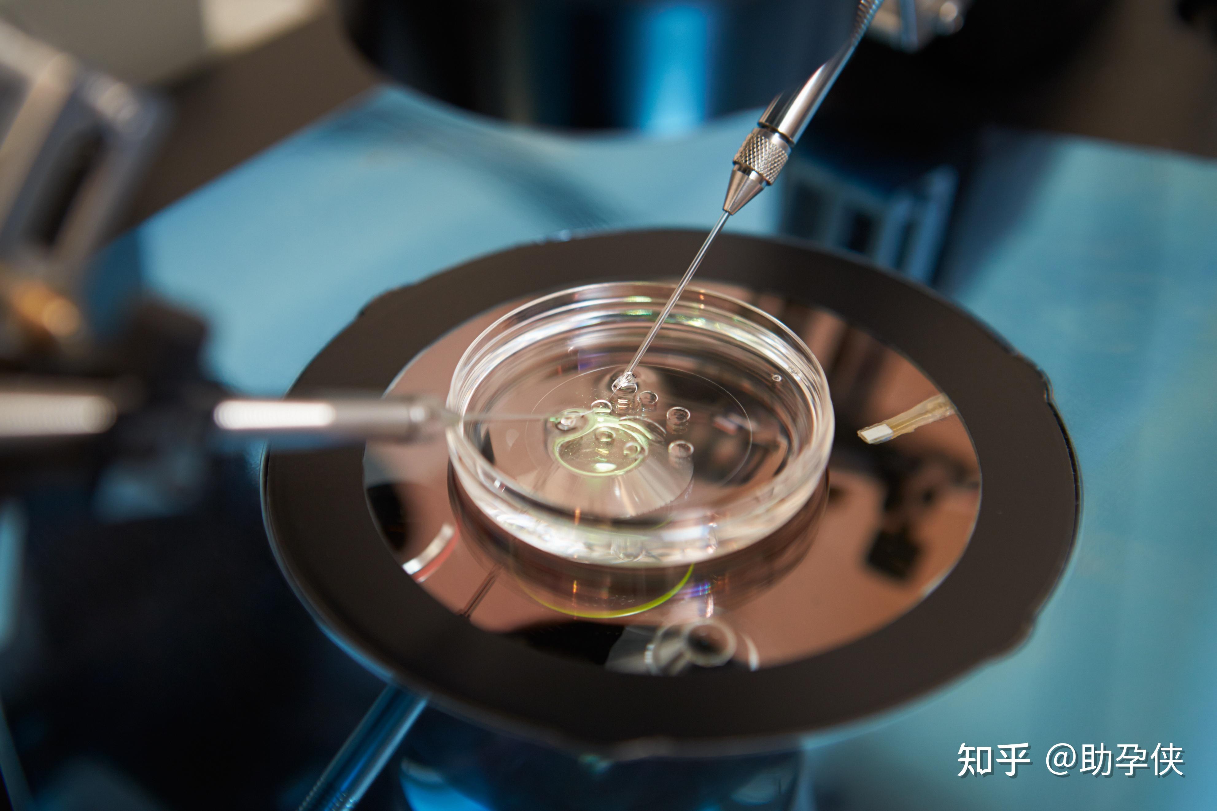 生育补贴与职场需求：上海市高薪招聘卵子捐赠